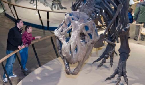 Dino Family Web
