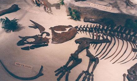 Triceratops Skeleton
