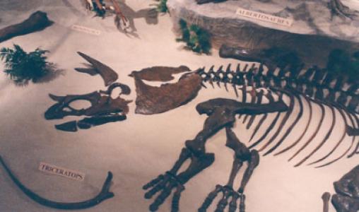 Triceratops Skeleton