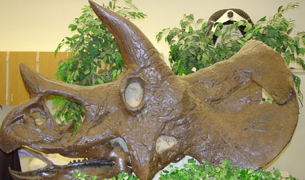 Triceratops Skull