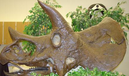 Triceratops Skull