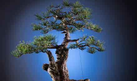 Bonsai 003