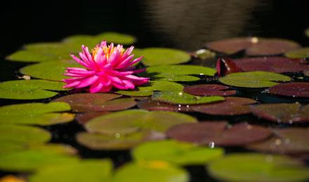 Water Gardens 011
