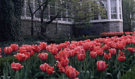 Palm House With Pink Tulips
