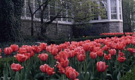 Palm House With Pink Tulips
