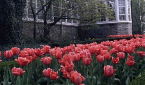 Palm House With Pink Tulips