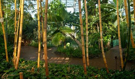 Bamboo Hebert 1