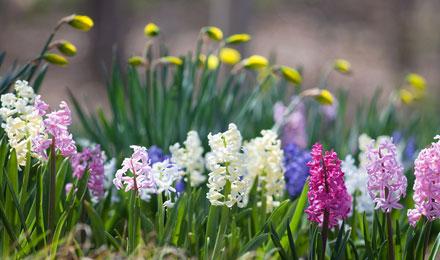 Hyacinths Hebert 1