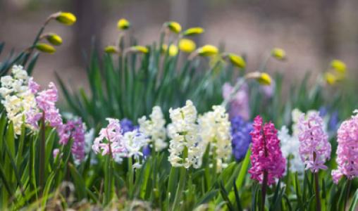 Hyacinths Hebert 1
