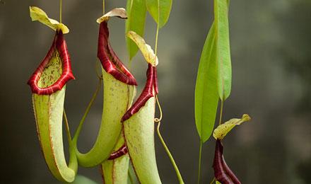 Pitcherplant Hebert 1