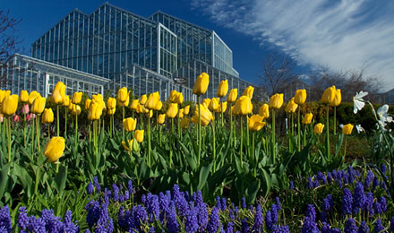 Tulips Hebert 11