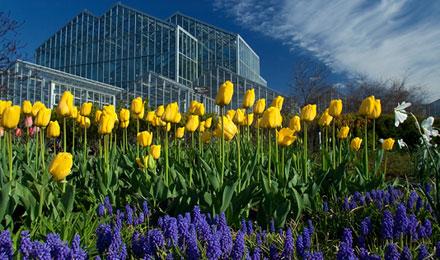 Tulips Hebert 11