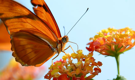 Butterflyonflower Nickthompson