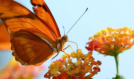Butterflyonflower Nickthompson
