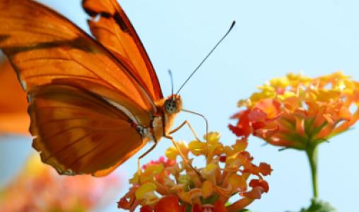 Butterflyonflower Nickthompson