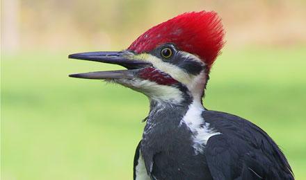 Pileated