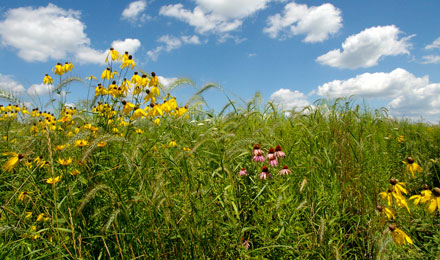 Prairie