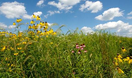Prairie