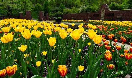 Victorian Garden In The Spring