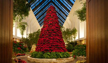 Holiday Poinsettia Show