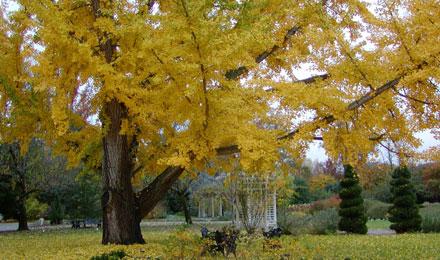 Fall Grace Arents