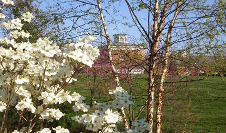 Glimpse Of Visitors Center Through Dogwood
