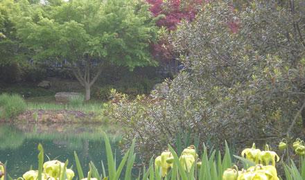 Spring Asian Valley