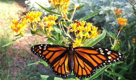 Monarch Cropped