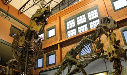 Fossil Gallery