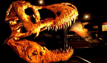Hall Of Horns And Teeth