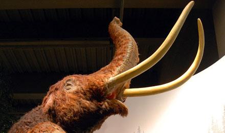 Mastadon C