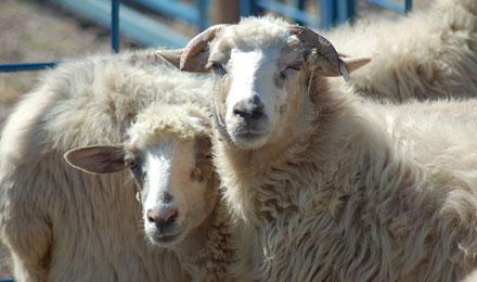 Churro Sheep