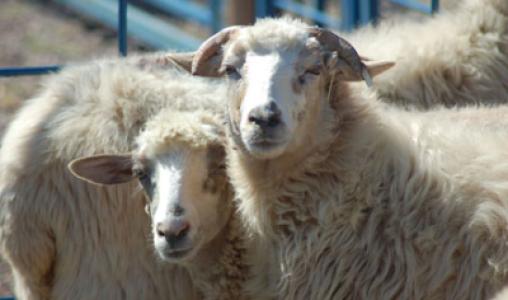 Churro Sheep