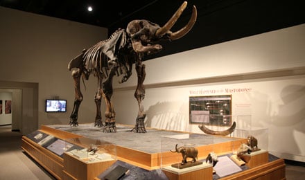 Mastodon