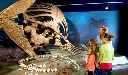 Archelon Inspection Cool