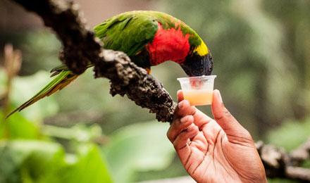 Lorikeet Feeding