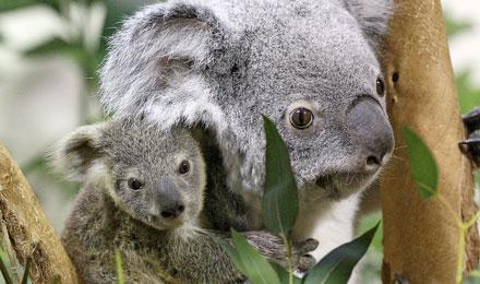 Koala