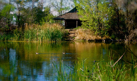 E T X Cabin Lake Ducks