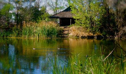 E T X Cabin Lake Ducks