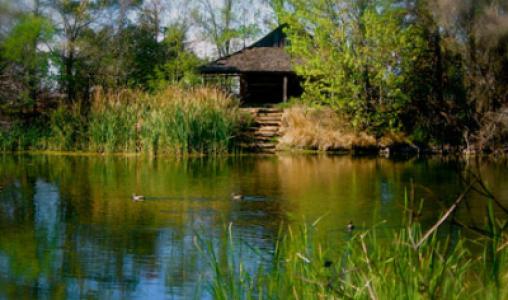 E T X Cabin Lake Ducks