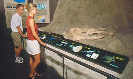 Naturalhistory1