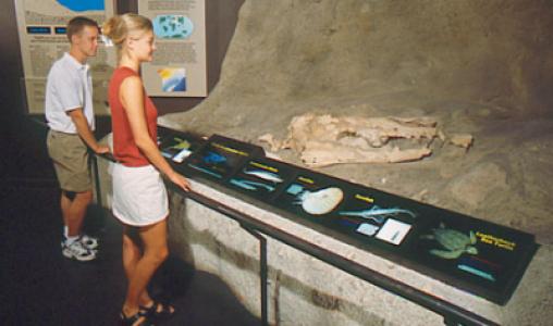 Naturalhistory1