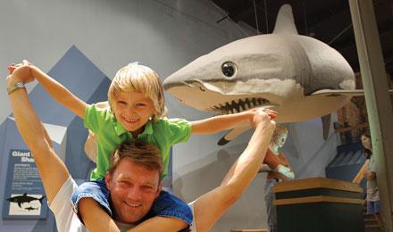 Shark