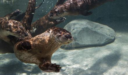 3 N A R Otters T Stailey