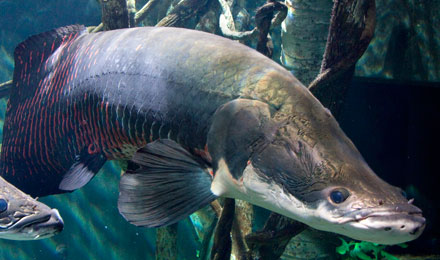 Arapaima Toddstailey