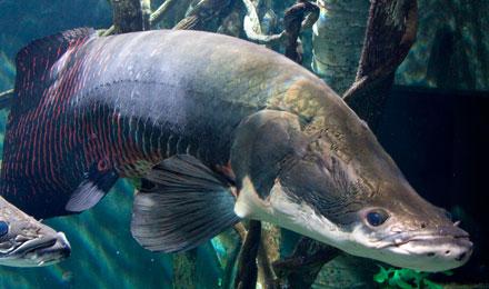 Arapaima Toddstailey