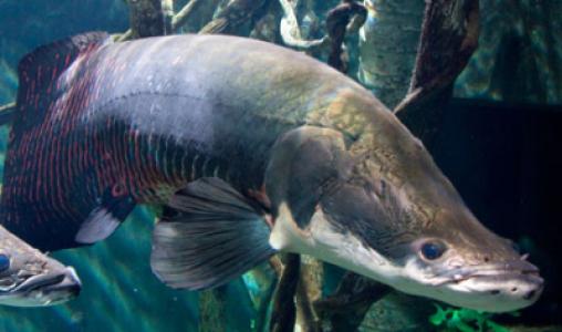 Arapaima Toddstailey