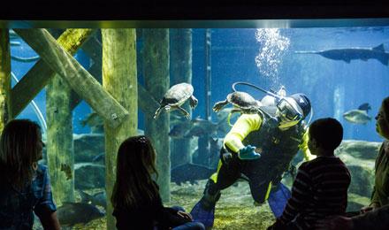Rjdiver Johnbamber