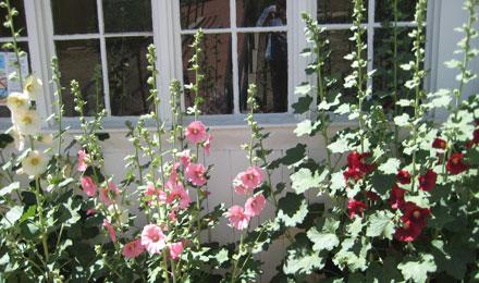 Gardens June 2013 005