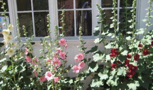 Gardens June 2013 005